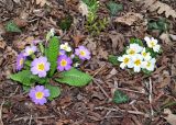 Primula vulgaris