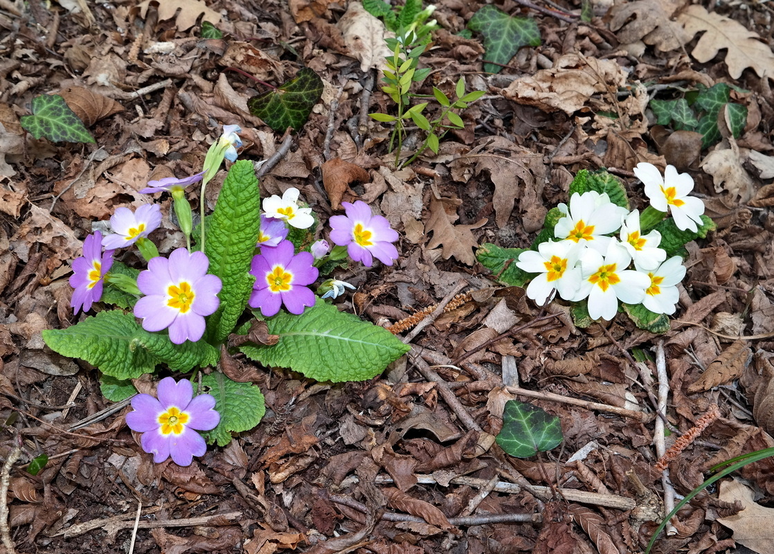 Image of Primula vulgaris specimen.