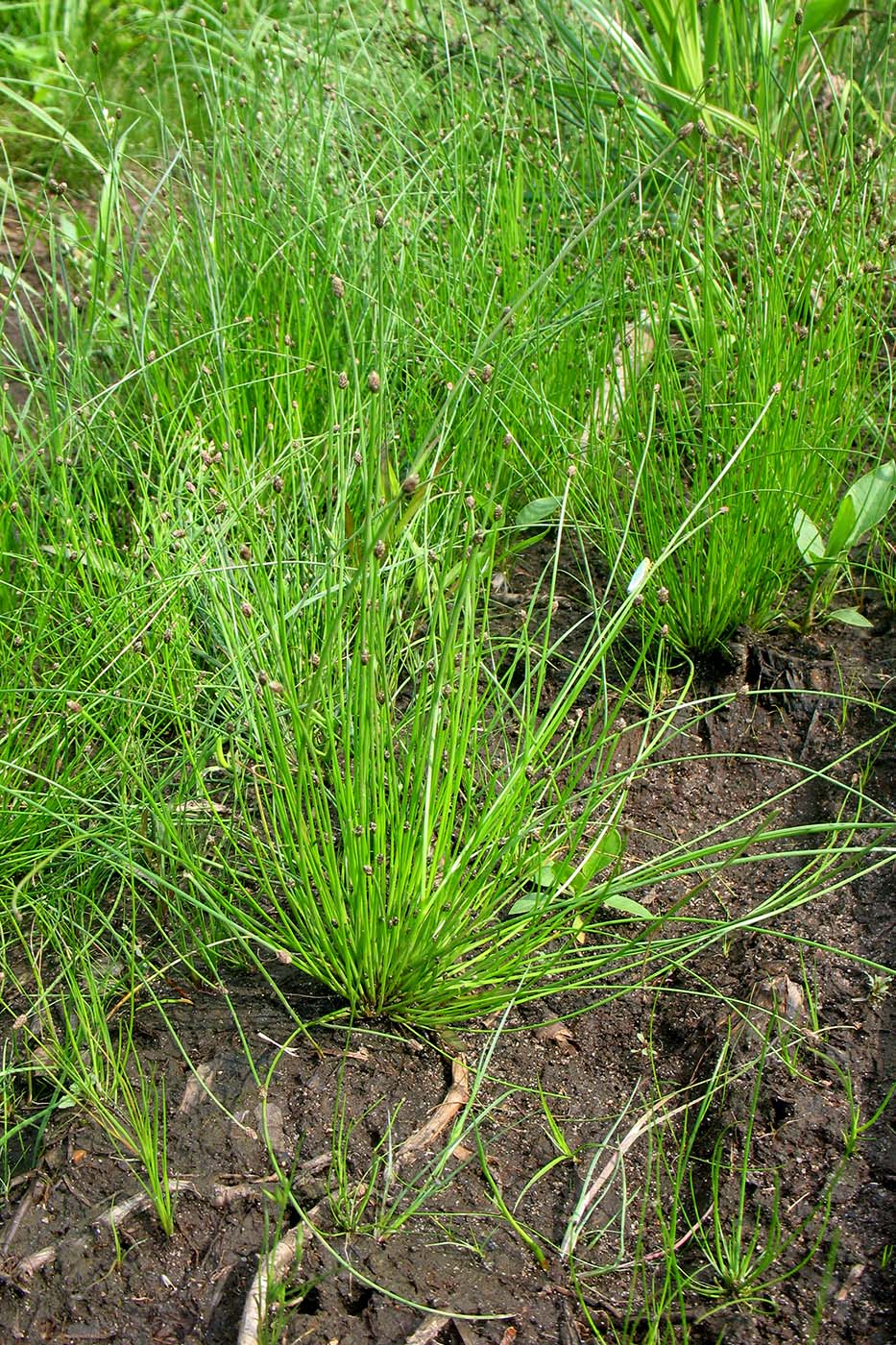 Изображение особи Eleocharis ovata.