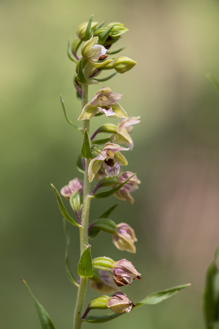 Image of Epipactis helleborine ssp. tremolsii specimen.