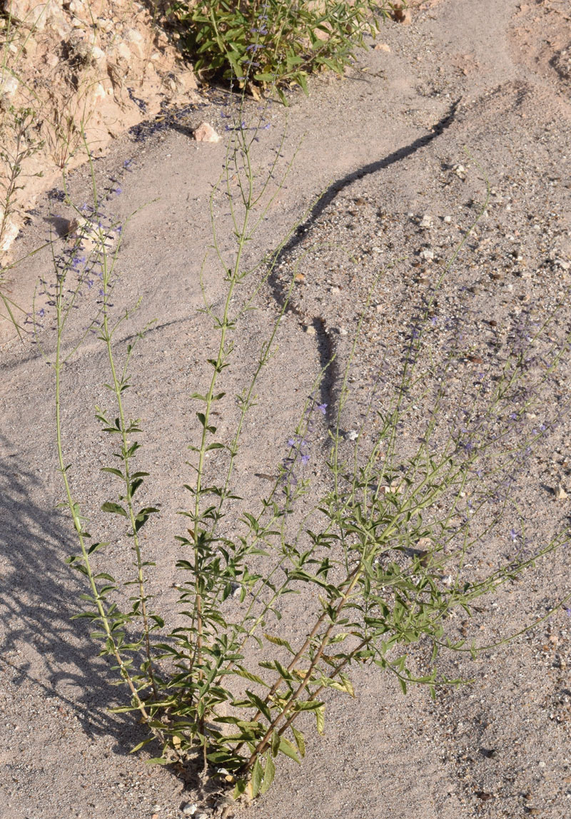 Image of Perovskia angustifolia specimen.