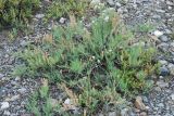 Myricaria squamosa. Плодоносящее растение. Алтай, Северо-Чуйский хребет, верховья р. Актру (выс. около 2200 м н.у.м.). 20.07.2010.