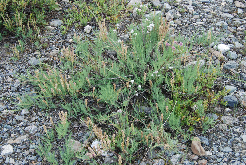 Image of Myricaria squamosa specimen.