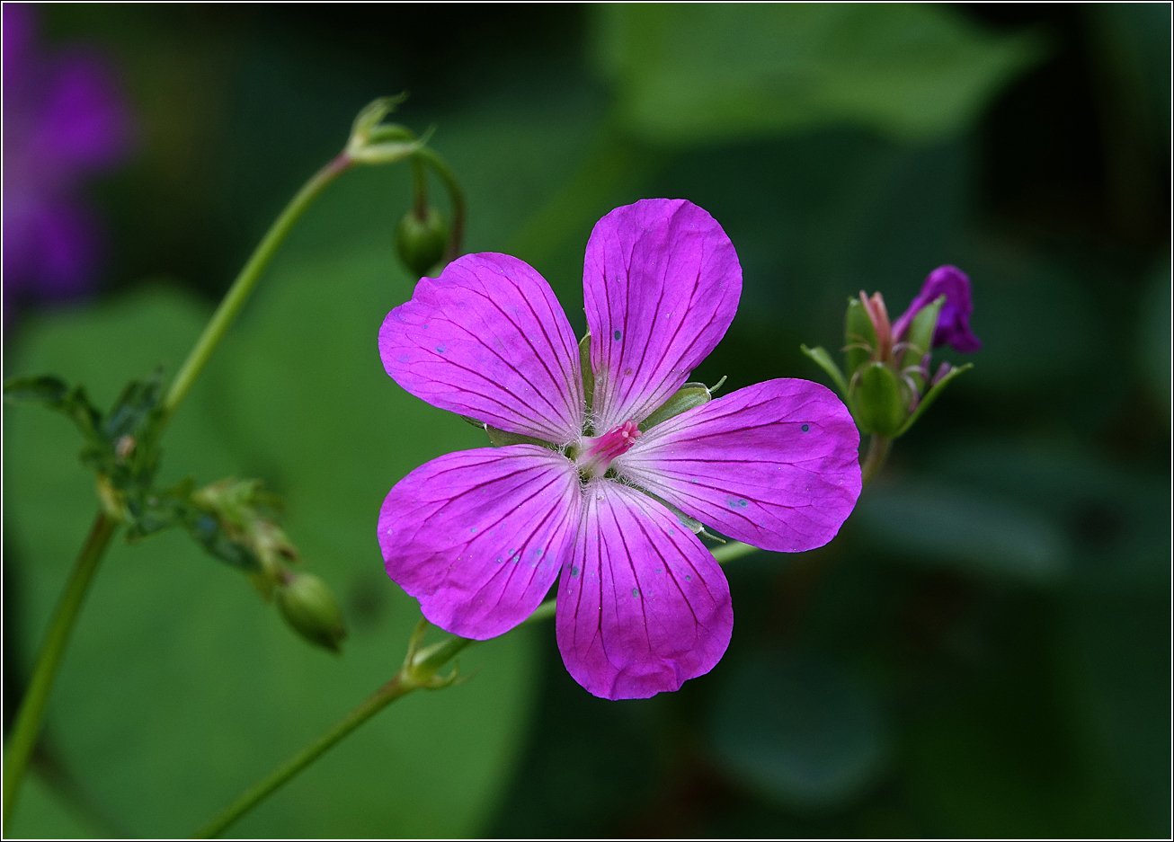 Изображение особи Geranium palustre.