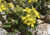 Alyssum cacuminum. Соцветия с цветками и бутонами. Испания, автономное сообщество Каталония, провинция Жирона, комарка Рипольес, муниципалитет Сеткасес, окр. курорта \"Вальтер 2000\", ≈2200 м н.у.м., каменистый склон юго-западной экспозиции. 15.05.2022.