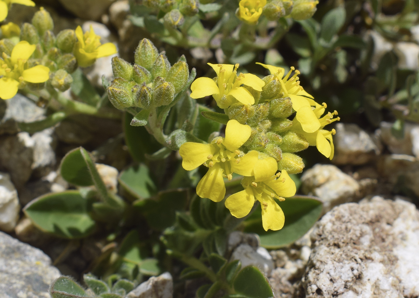 Image of Alyssum cacuminum specimen.