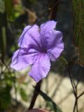 Ruellia simplex. Цветок. Таиланд, о-в Пхукет, территория отеля, в озеленении. 27.02.2018.