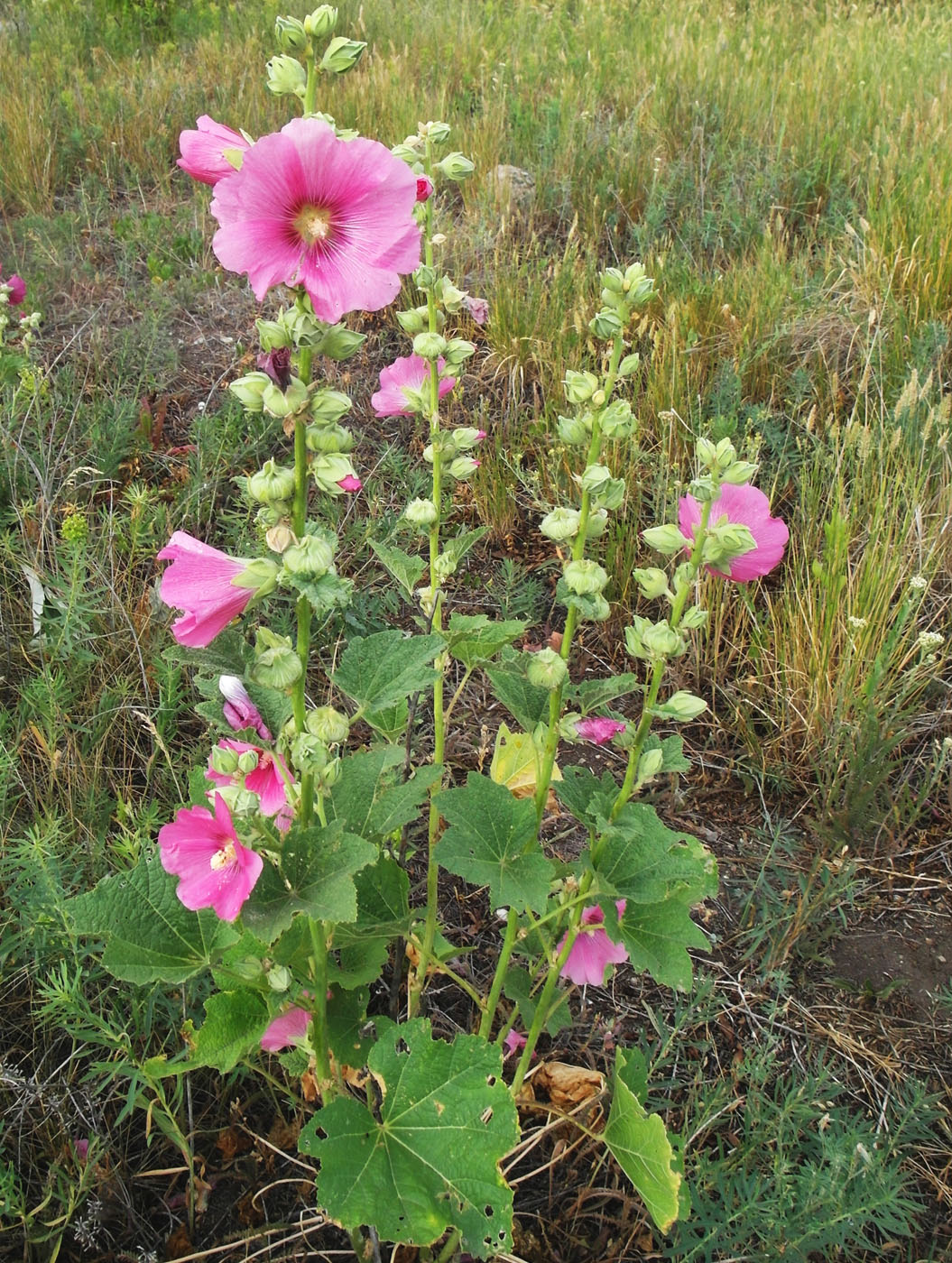 Image of Alcea rosea specimen.