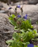 Veronica grandiflora. Верхушки отцветающих и плодоносящих растений. Камчатский край, Елизовский р-н, природный парк \"Вулканы Камчатки\", южный участок, кластер \"Налычевский\", подножие вулкана Дзензур, берег р. Шайбная, осыпь. 23.08.2022.