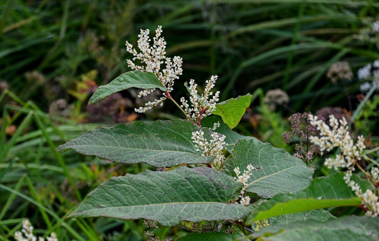 Изображение особи Reynoutria sachalinensis.