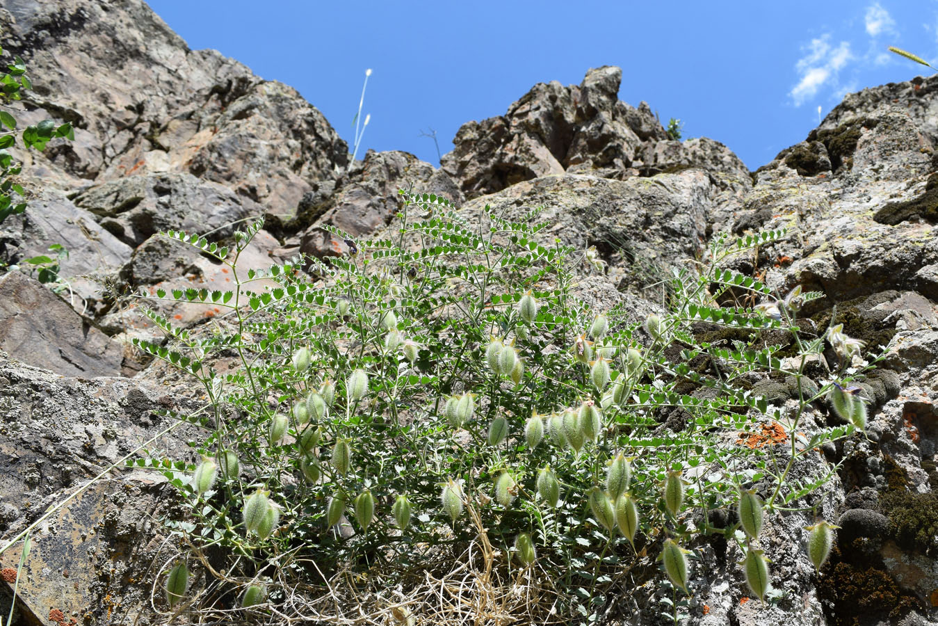 Image of Cicer songaricum specimen.