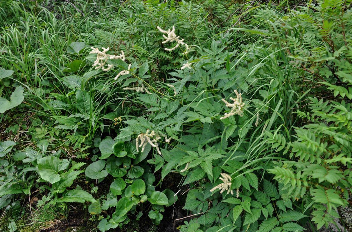 Image of Aruncus dioicus specimen.