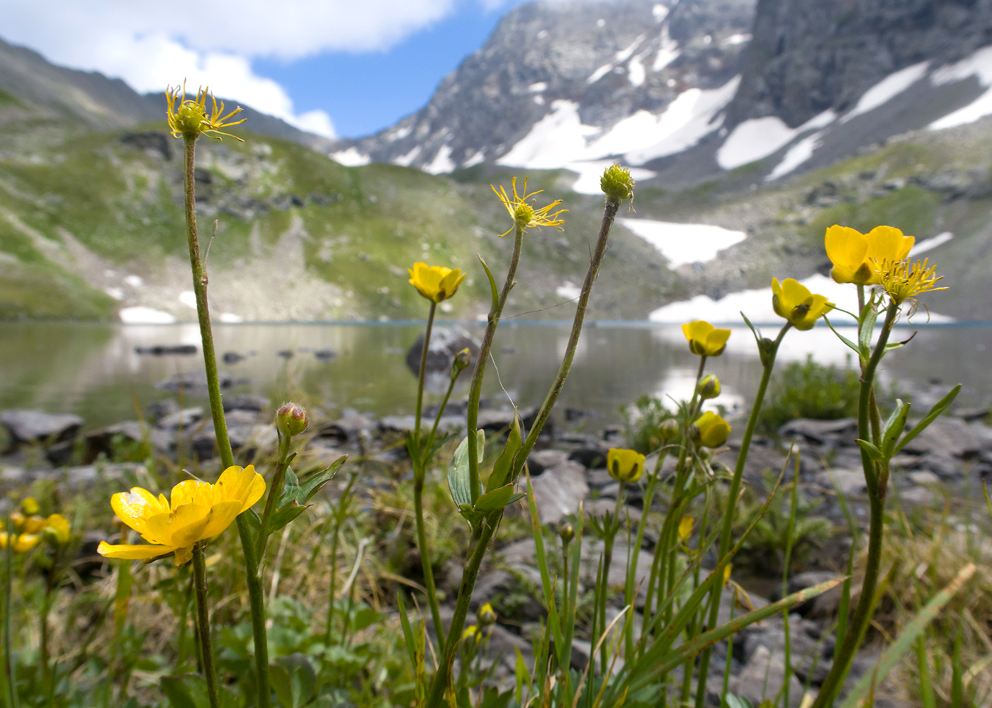 Изображение особи Ranunculus brachylobus.