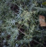 Galium verum. Верхушка плодоносящего побега. Москва, Северо-Западный административный округ, р-н Строгино, Щукинский полуостров, разнотравный луг. 16.09.2022.