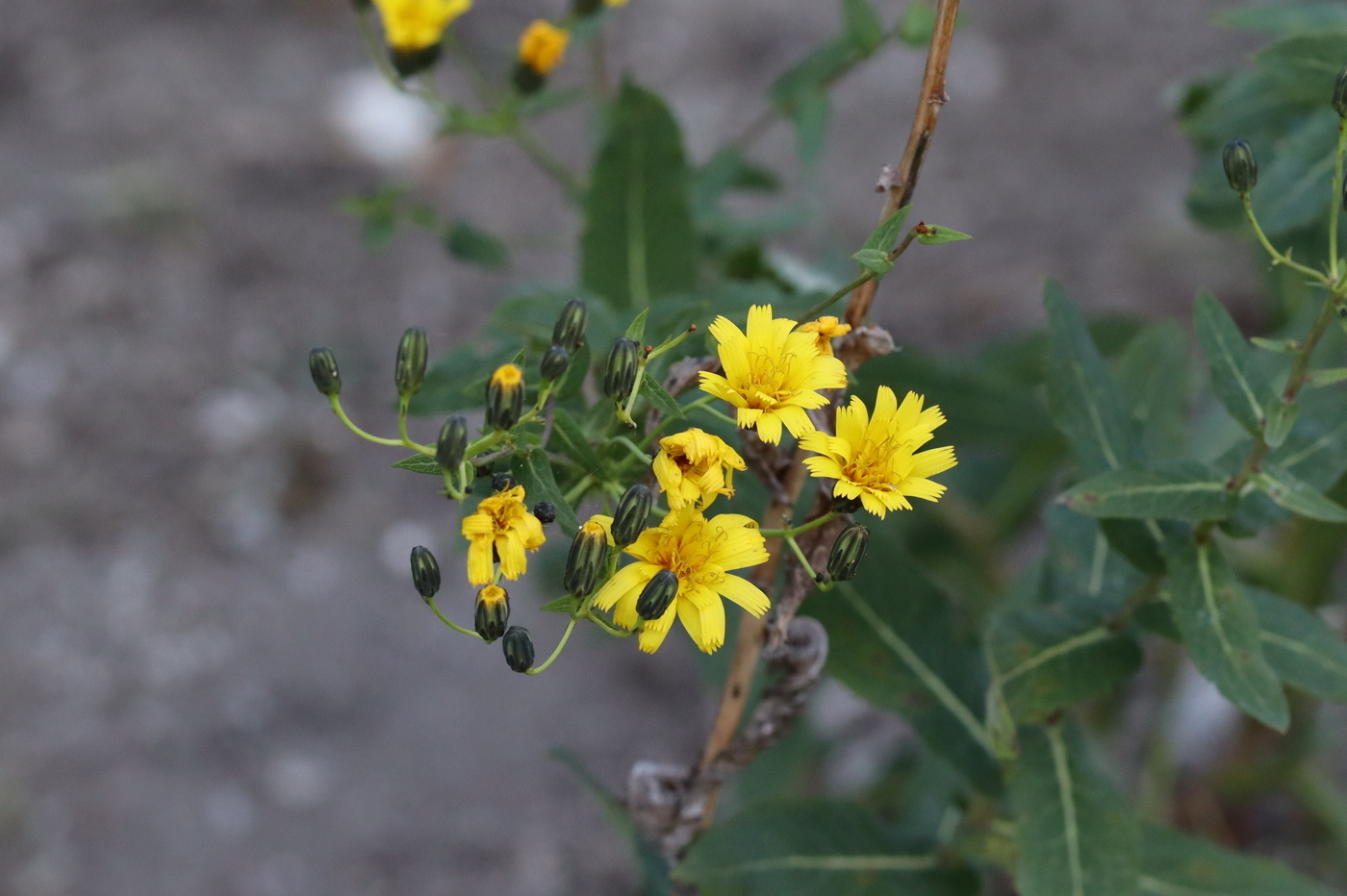 Image of Hieracium virosum specimen.