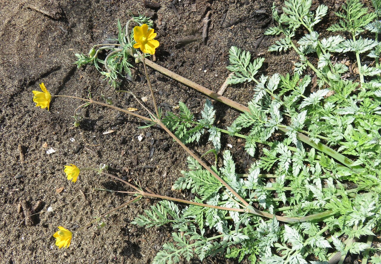 Image of Hypecoum procumbens specimen.