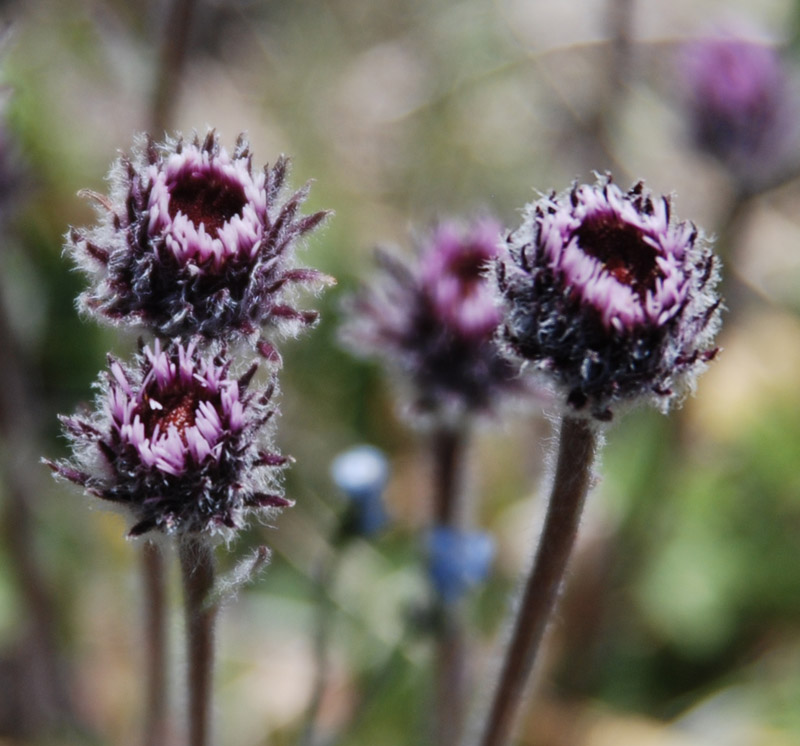 Изображение особи Erigeron eriocalyx.