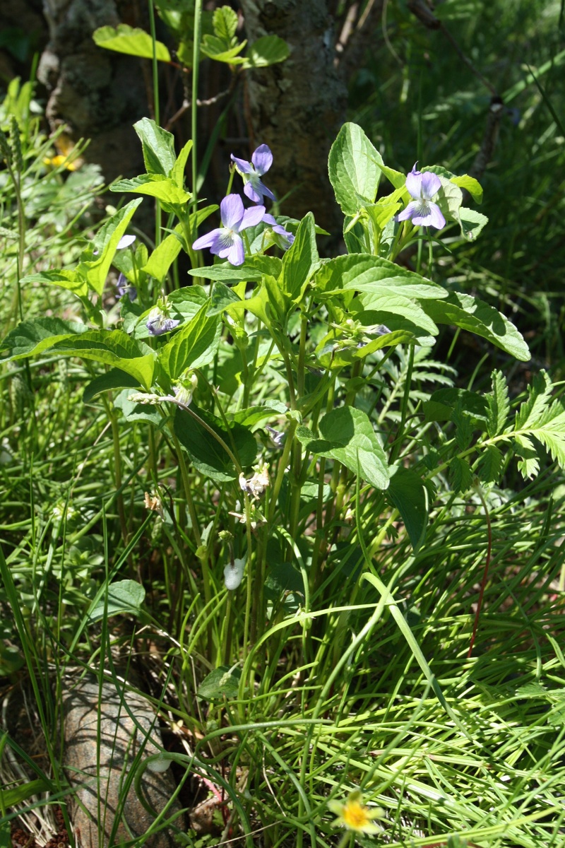 Изображение особи Viola &times; litoralis.