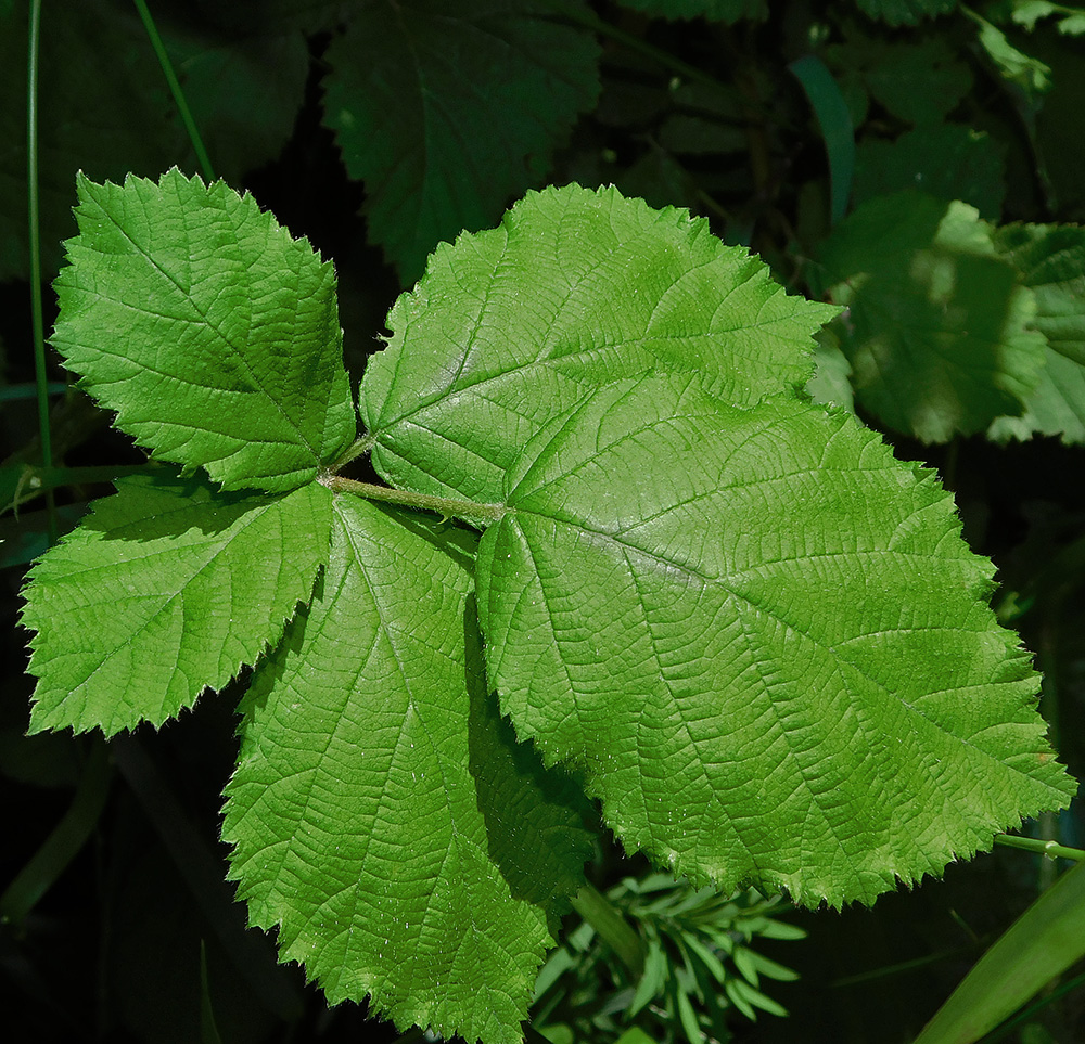 Изображение особи Rubus sanctus.