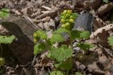 Scrophularia chrysantha