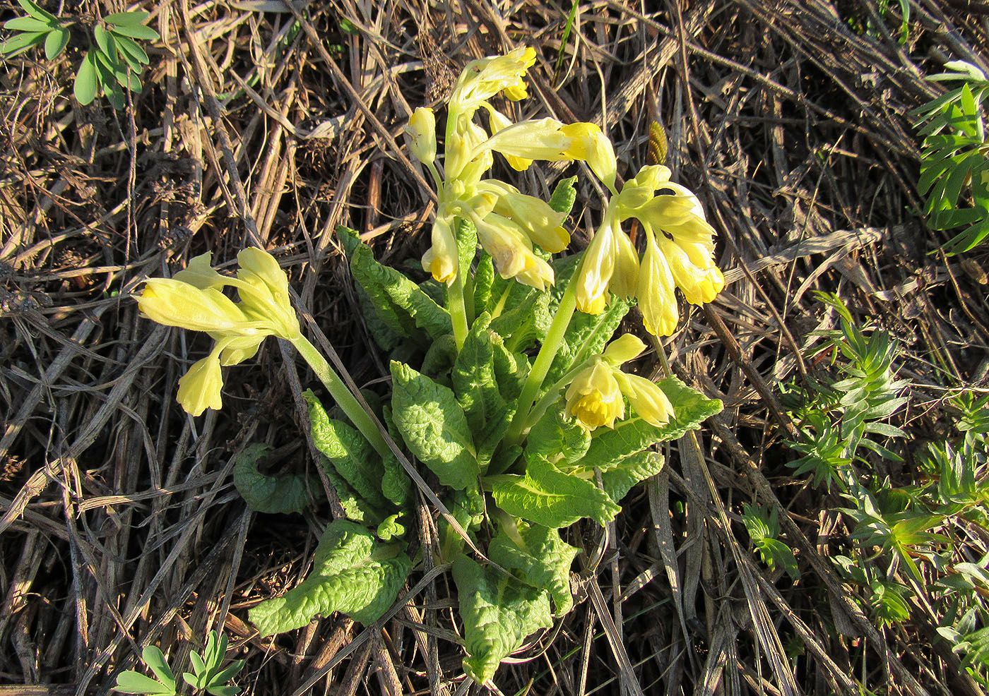 Изображение особи Primula macrocalyx.