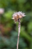 Saussurea alpina. Сухой прошлогодний генеративный побег. Мурманская обл., окр. пос. Дальние Зеленцы, закустаренная вороничная тундра. 03.08.2022.