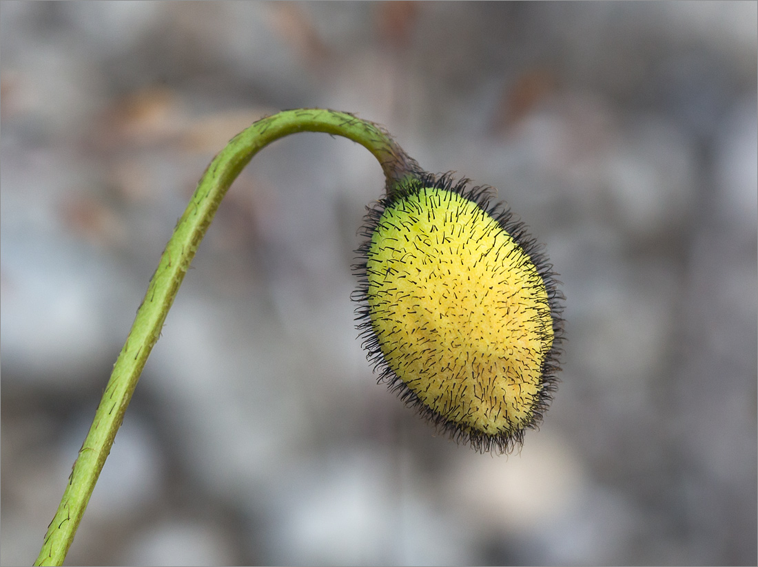 Image of Papaver dahlianum specimen.