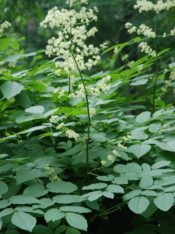 Изображение особи Aralia cordata.