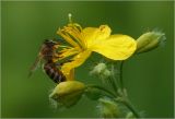 Chelidonium majus