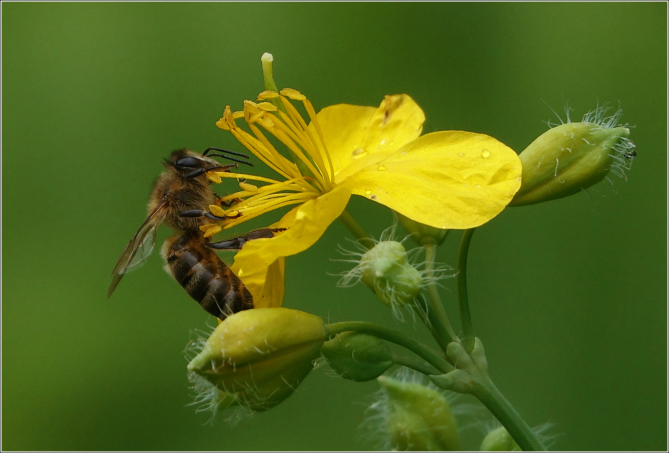 Image of Chelidonium majus specimen.