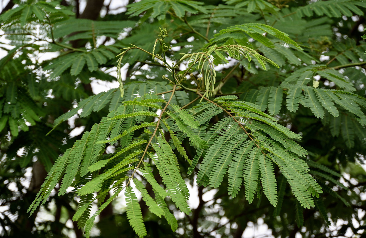 Изображение особи Albizia julibrissin.