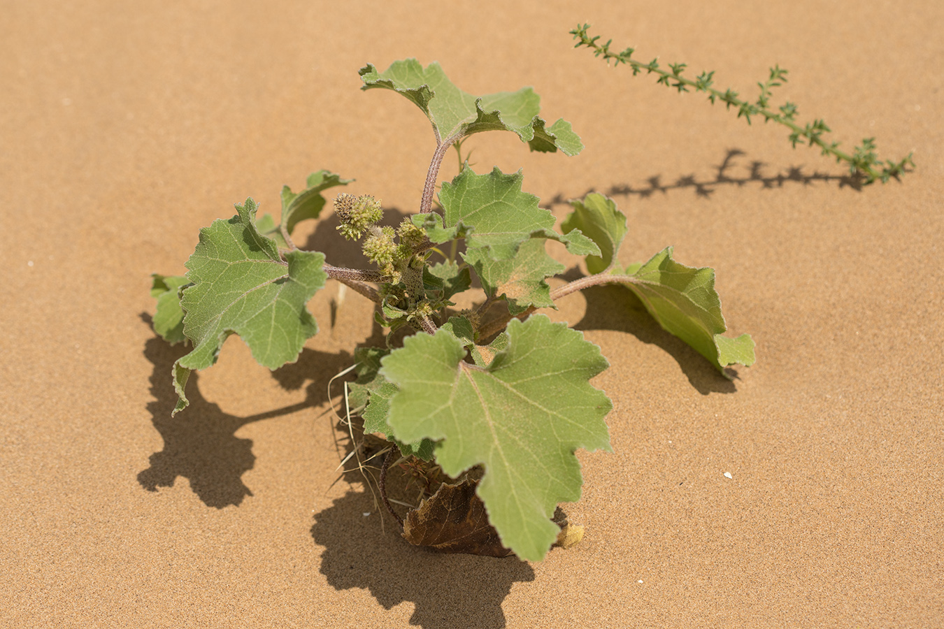 Image of Xanthium orientale specimen.