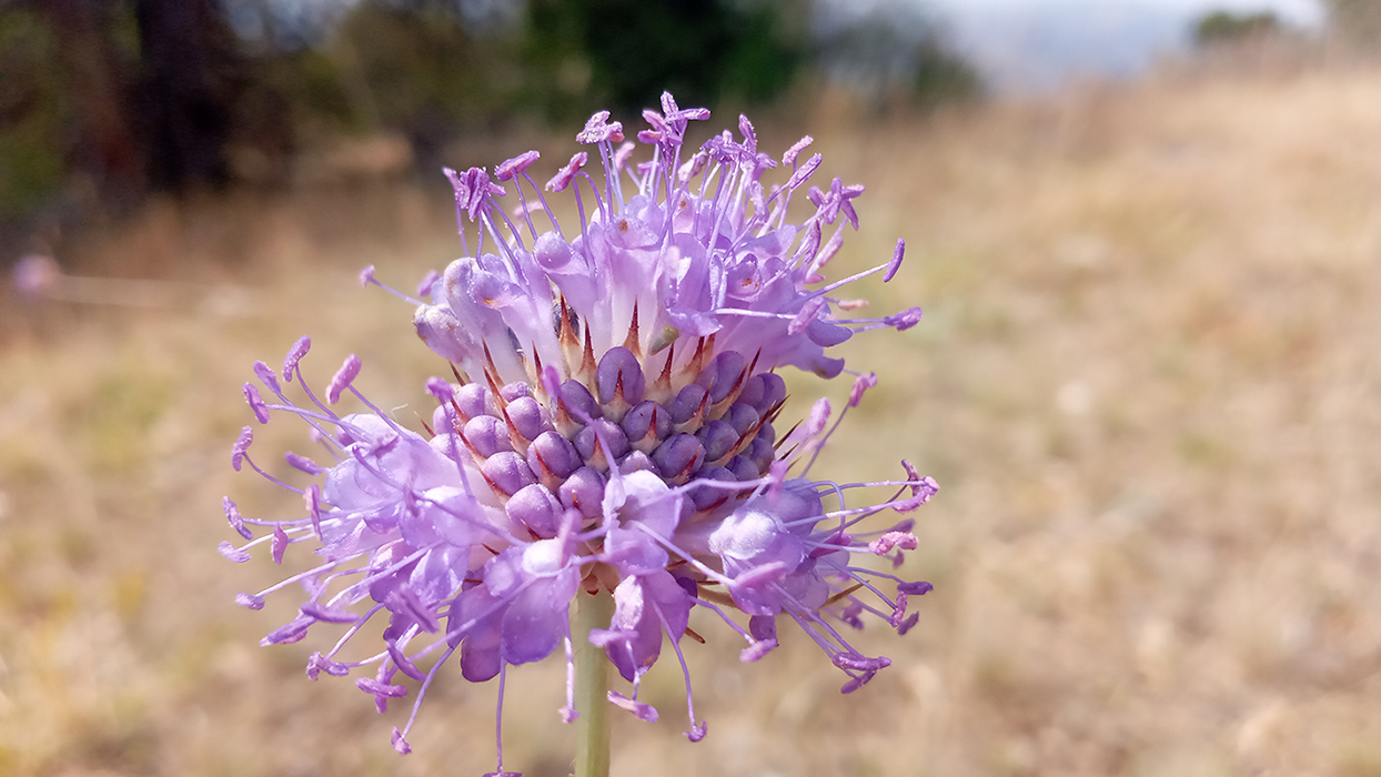 Image of Dipsacus dipsacoides specimen.