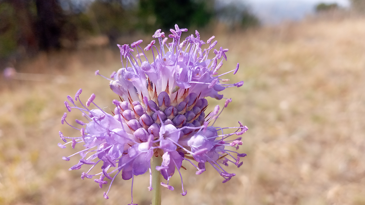 Изображение особи Dipsacus dipsacoides.