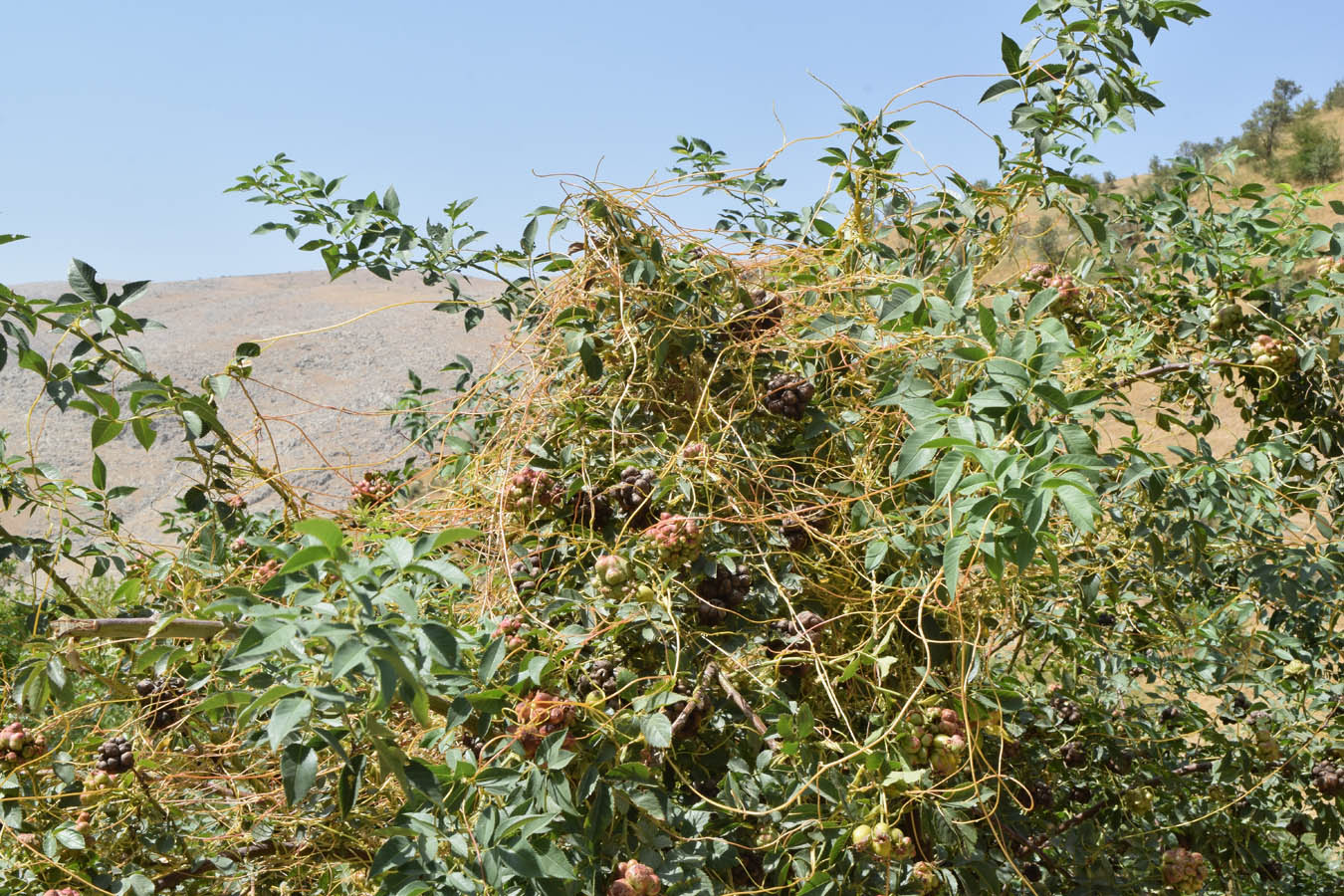 Image of genus Cuscuta specimen.