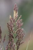 Calamagrostis balkharica
