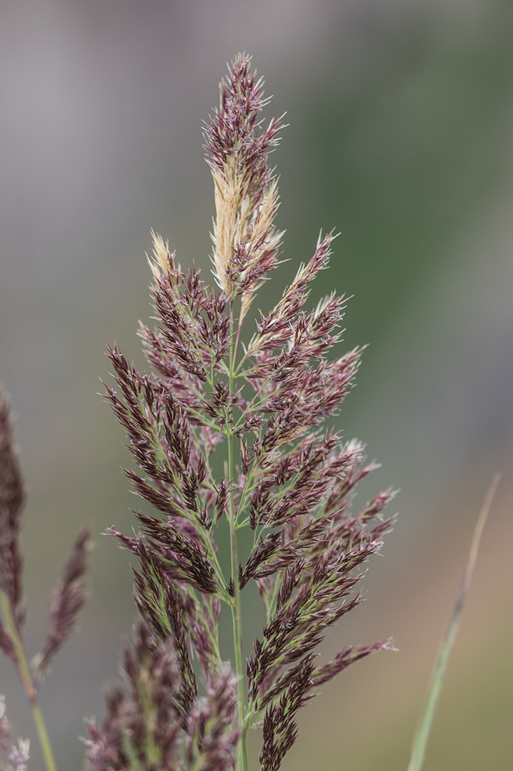 Изображение особи Calamagrostis balkharica.