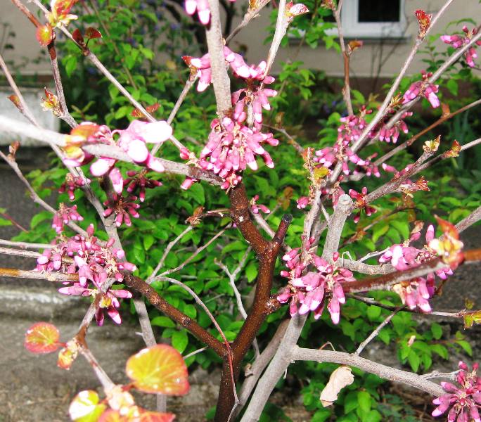 Изображение особи Cercis griffithii.