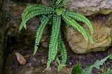 Asplenium trichomanes. Вегетирующее растение. Грузия, Имеретия, Гелатский монастырь, на каменной стене. 14.06.2023.