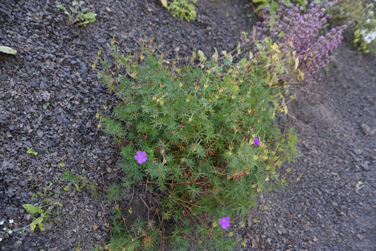 Изображение особи Geranium sanguineum.