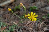 Youngia tenuifolia. Верхушка генеративного побега с соцветиями. Республика Саха (Якутия), Хангаласский улус, правый берег р. Сиинэ (Синяя), ур. Сердечко, сосновый лес на вершине сопки. 25.07.2023.