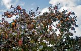 Diospyros kaki. Часть кроны плодоносящего дерева. Крым, г. Алушта, в культуре. 29.10.2021.