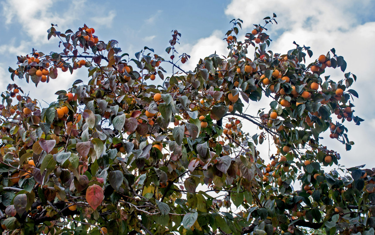Image of Diospyros kaki specimen.