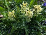 genus Pedicularis