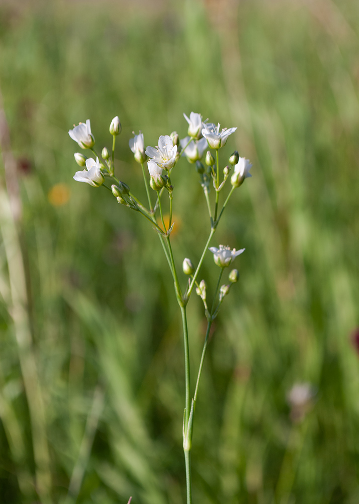 Изображение особи Eremogone saxatilis.