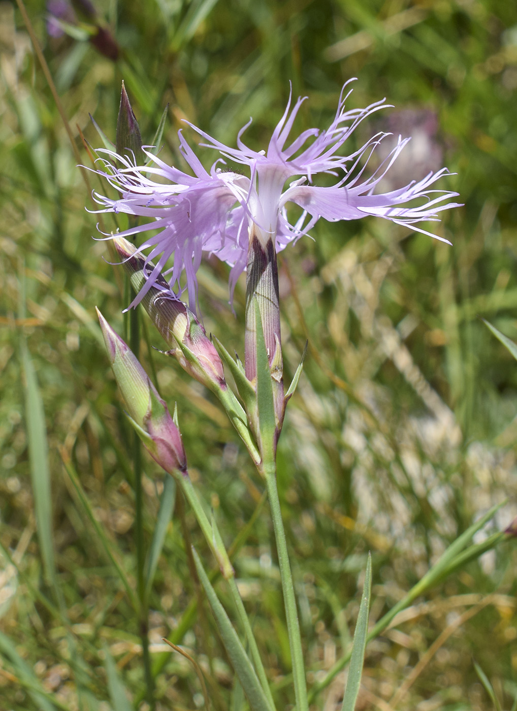 Изображение особи Dianthus hyssopifolius.