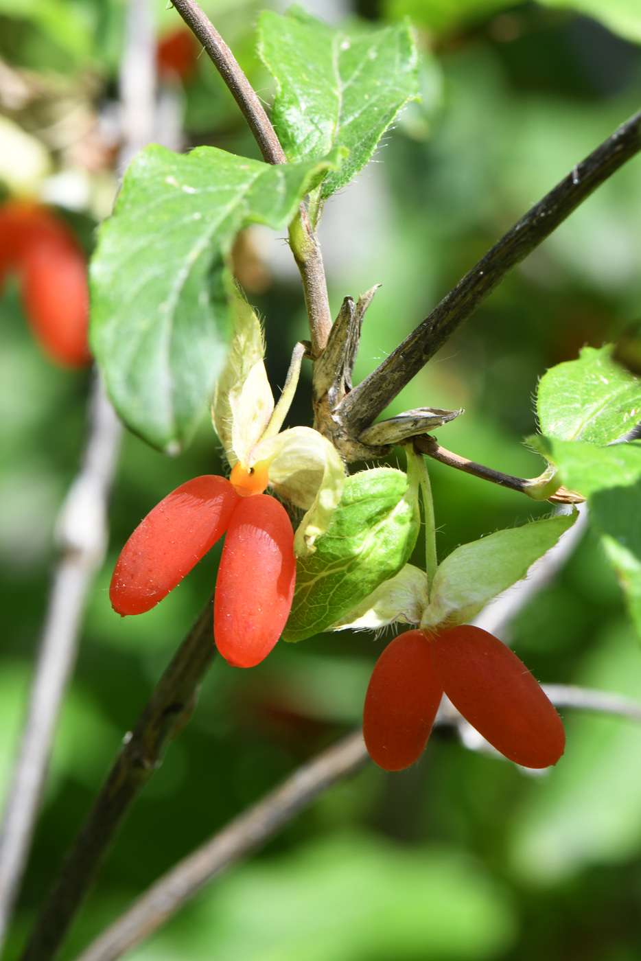 Image of Lonicera hispida specimen.
