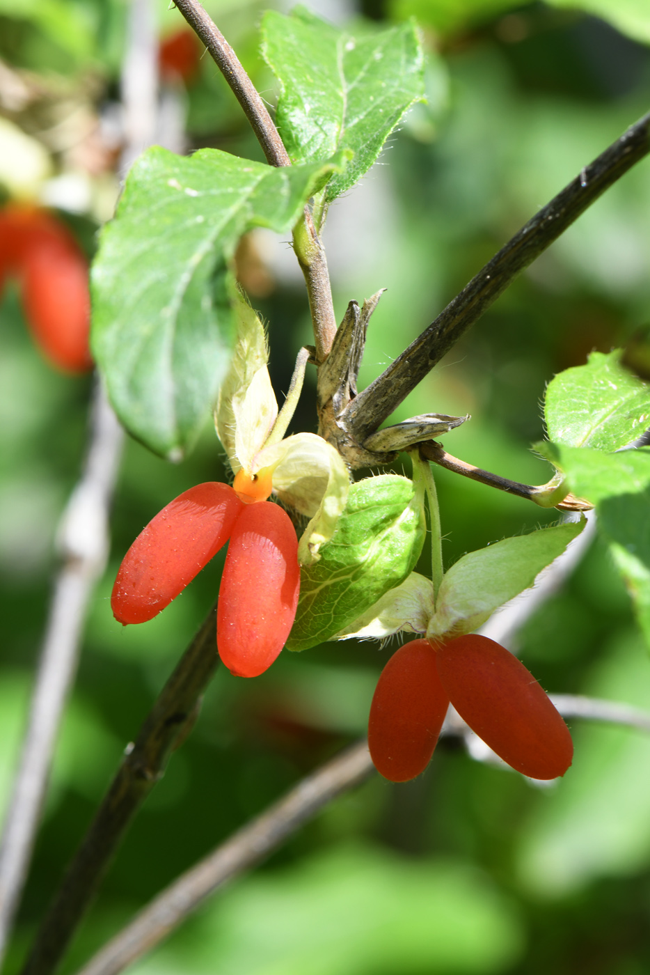 Изображение особи Lonicera hispida.