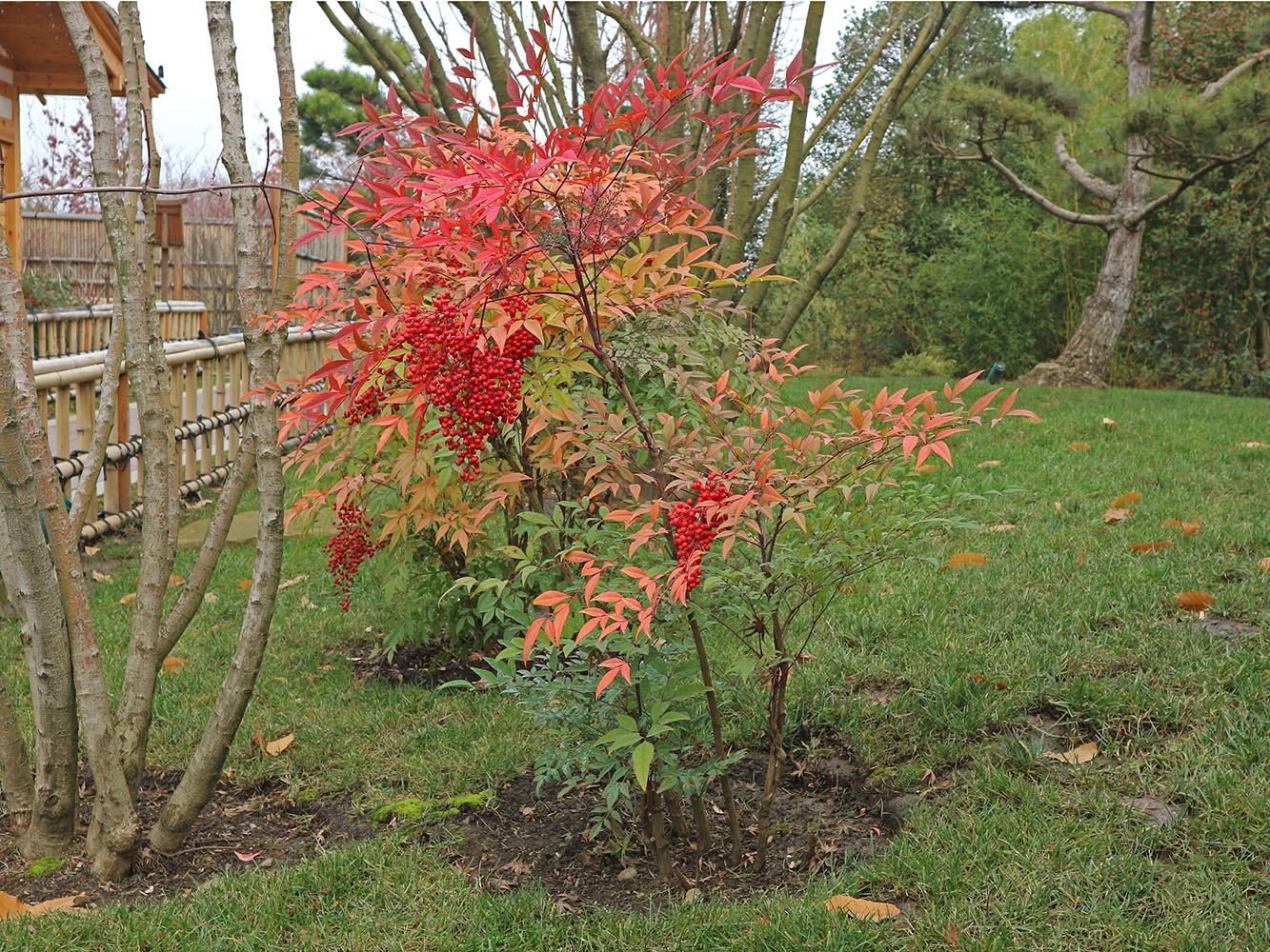 Image of Nandina domestica specimen.