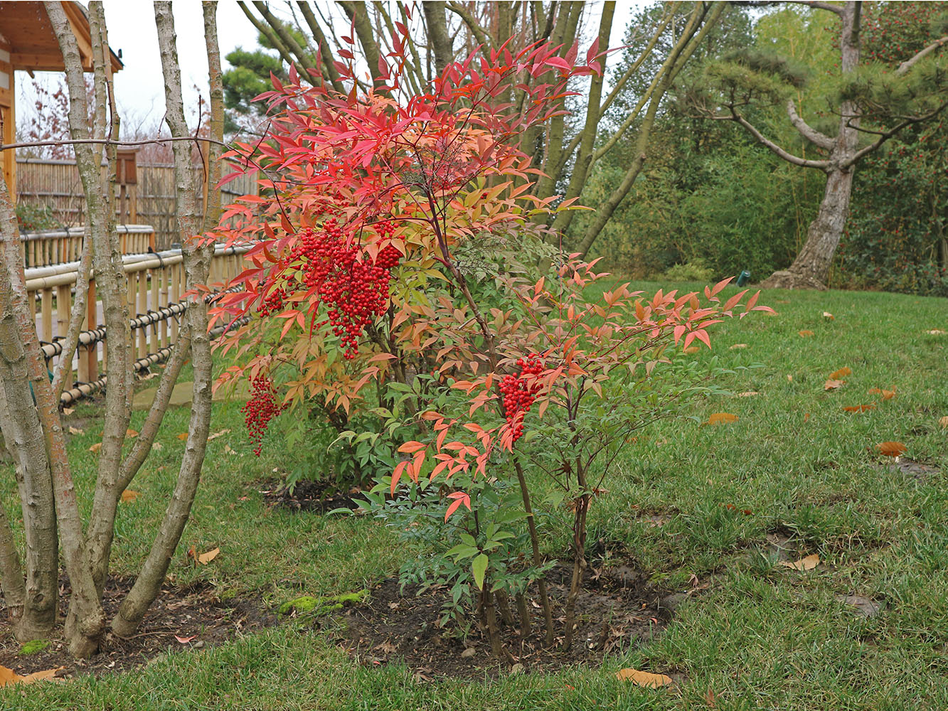 Изображение особи Nandina domestica.